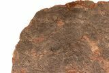 / Foot Wide Fossil Crinoid (Scyphocrinites) Plate - Morocco #215237-5